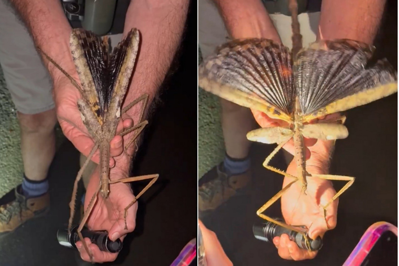 IL MOSTRO VERDE ESISTE: SCOPERTO NELLA GIUNGLA UN INSETTO GIGANTE DA 44 GRAMMI!