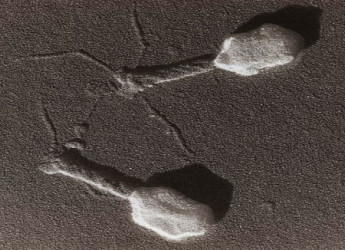 Scoperto un virus gigante con la coda più lunga mai osservata: un’anomalia che cambia le regole