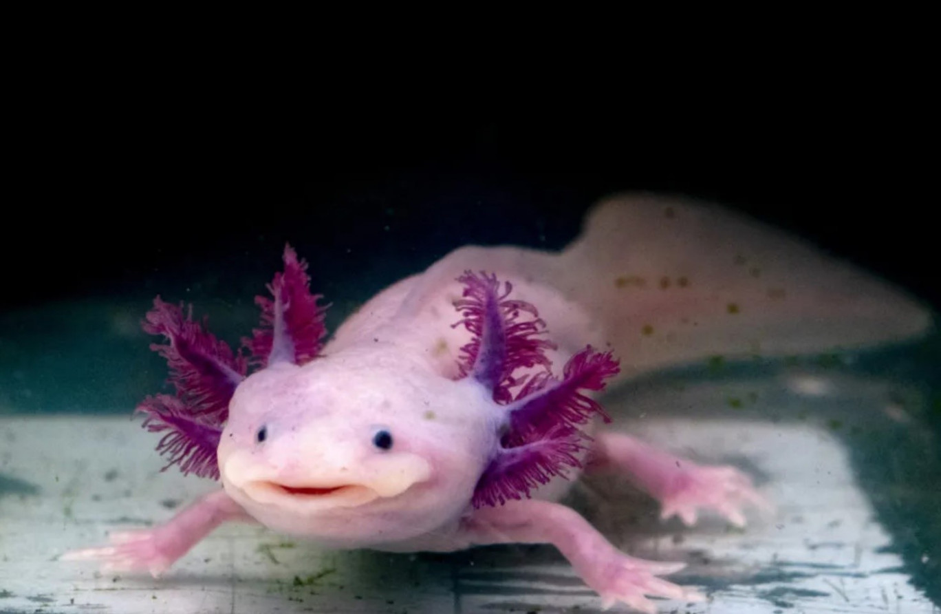 Axolotl: Il Piccolo Drago d'Acqua che Sfida la Legge della Biologia Auto rigenerazione cellulare
