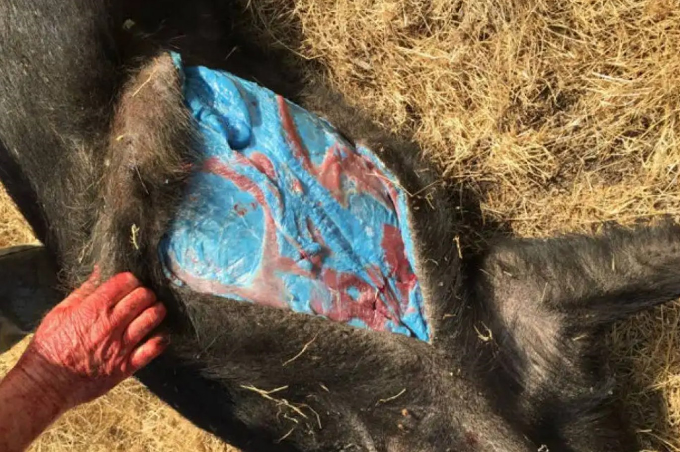 California, l’enigma dei maiali selvatici dalla carne blu: un caso che allarma scienziati e ambientalisti