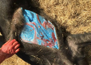 California, l’enigma dei maiali selvatici dalla carne blu: un caso che allarma scienziati e ambientalisti