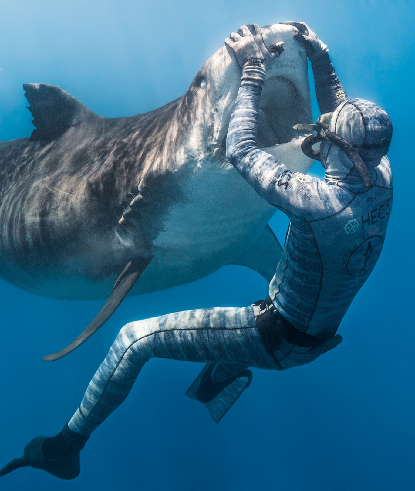 L’amicizia impossibile: lo squalo bianco che segue un pescatore australiano
