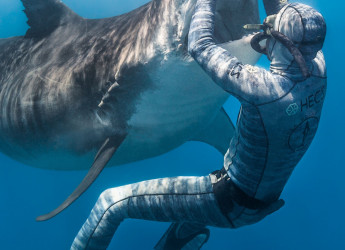 L’amicizia impossibile: lo squalo bianco che segue un pescatore australiano