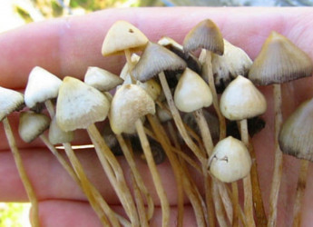 LA MOLECOLA DEI MIRACOLI: LA PSILOCIBINA POTREBBE RALLENTARE LA VECCHIAIA!
