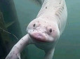 ???? CUCCIOLO DI DRAGO RIEMERGE DALLE TENEBRE: AVVISTAMENTO CHOC DI UN OLM NEL CUORE DEL CARSO BALCANICO