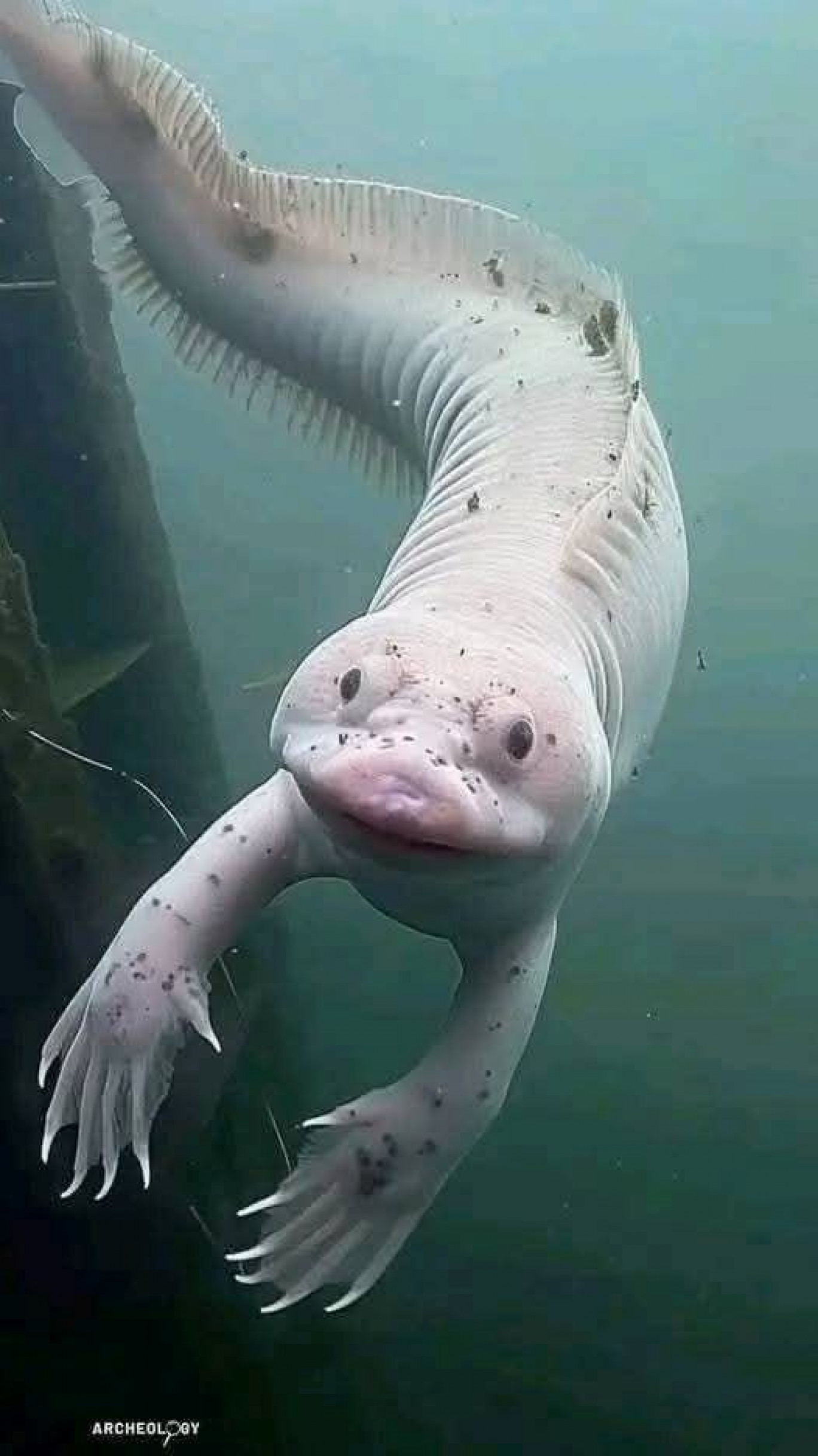 ???? CUCCIOLO DI DRAGO RIEMERGE DALLE TENEBRE: AVVISTAMENTO CHOC DI UN OLM NEL CUORE DEL CARSO BALCANICO