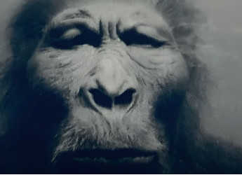 Le Prove del Bigfoot: Analisi Scientifico-Divulgativa