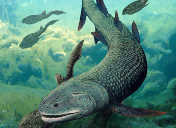 Harajicadectes zhumini: il “pesce che respirava due volte” e la finestra sull’evoluzione