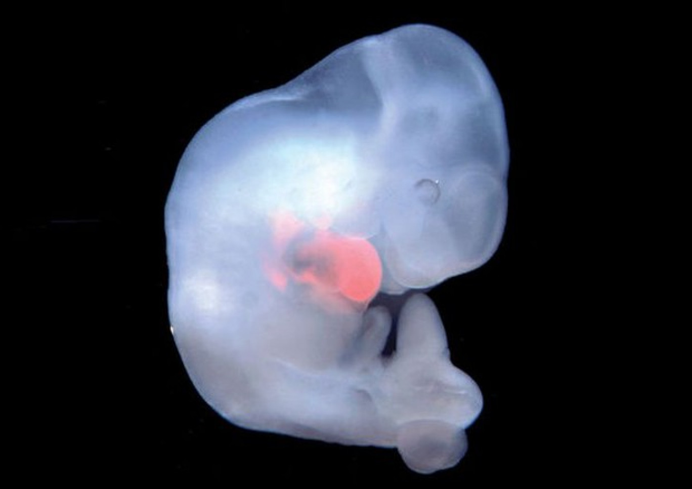 Embrioni ibridi uomo-scimmia in Cina, per ottenere organi