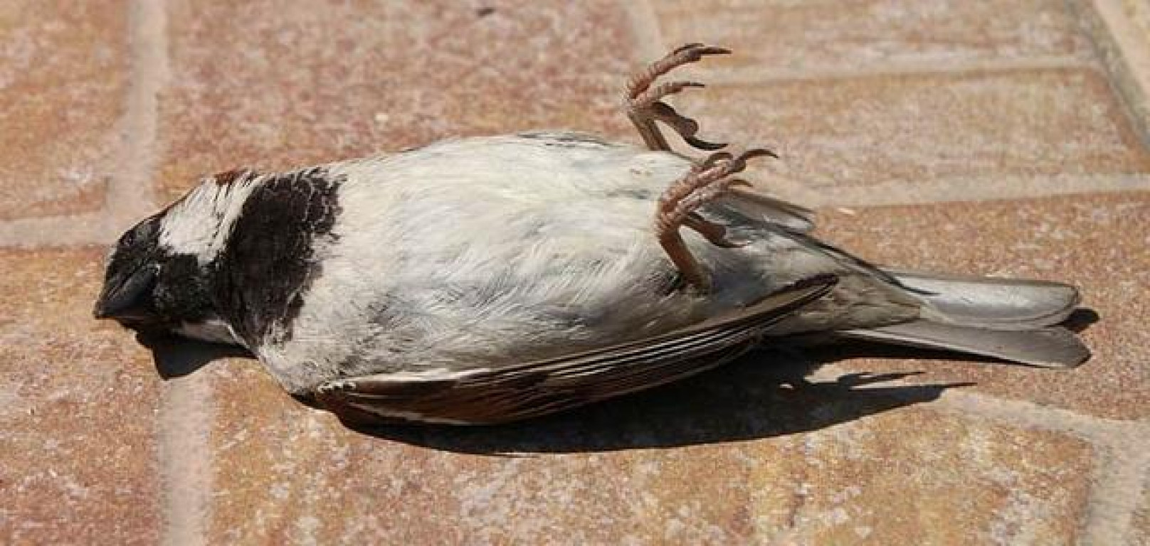  Mistero, uccelli cadono al suolo morti, in tutto il mondo
