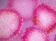 Coronavirus, scoperta una nuova via di entrata nella cellula