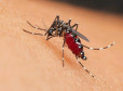 Allarme West Nile in Italia: primo decesso nel Lazio