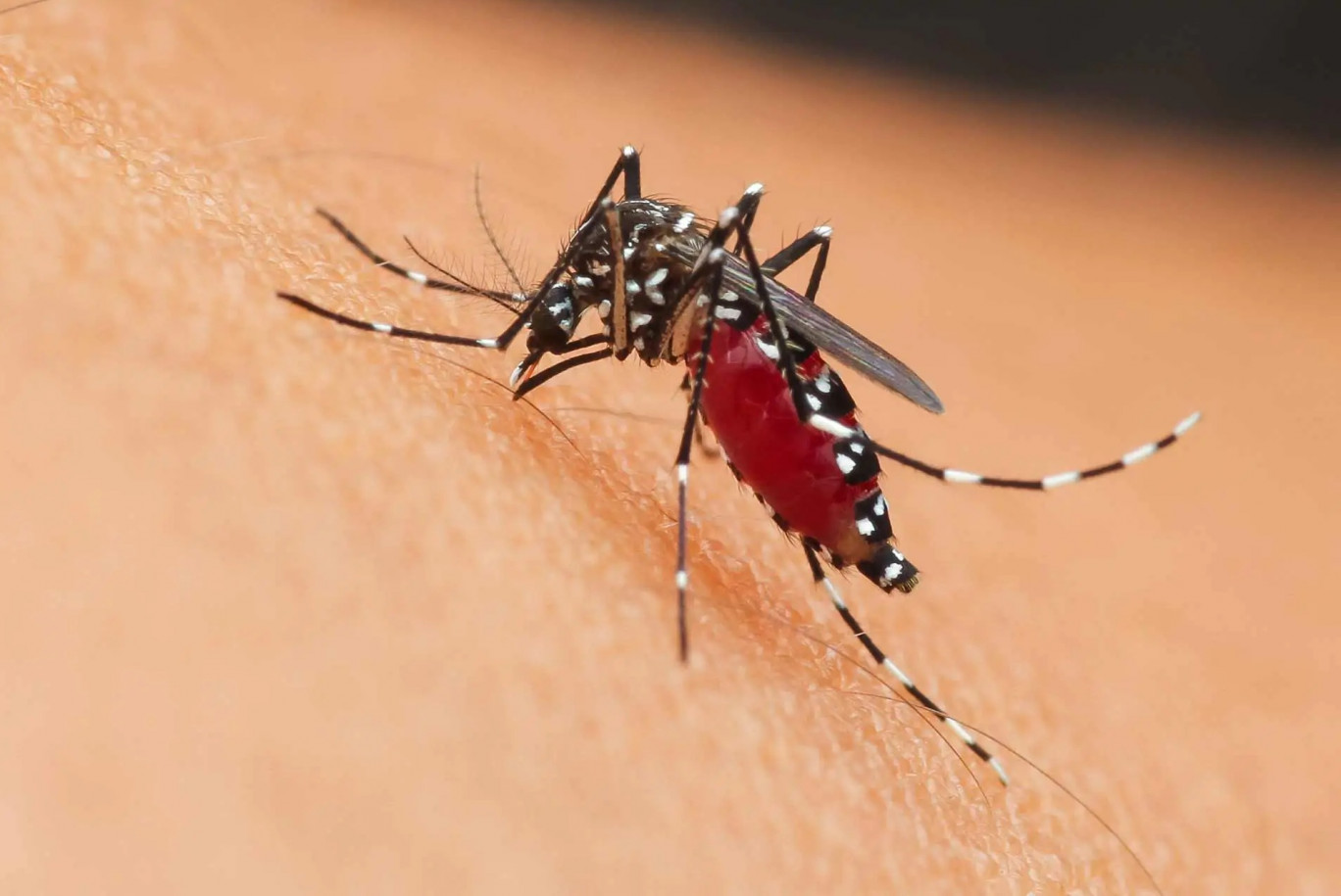 Allarme West Nile in Italia: primo decesso nel Lazio