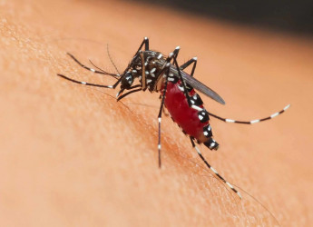 Allarme West Nile in Italia: primo decesso nel Lazio