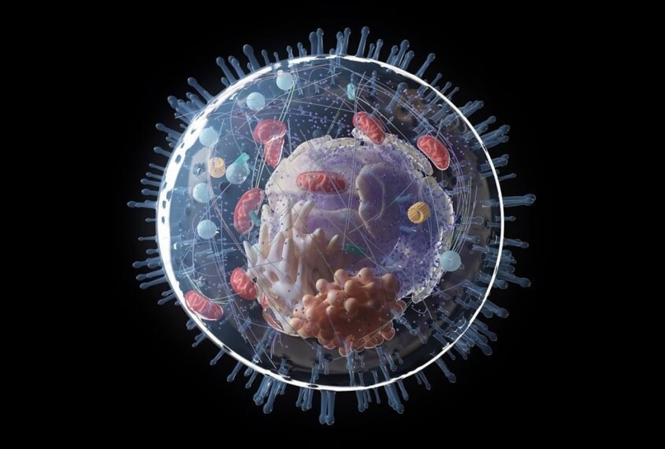 Stress cellulare: le cellule femminili resistono, quelle maschili scelgono il suicidio programmato