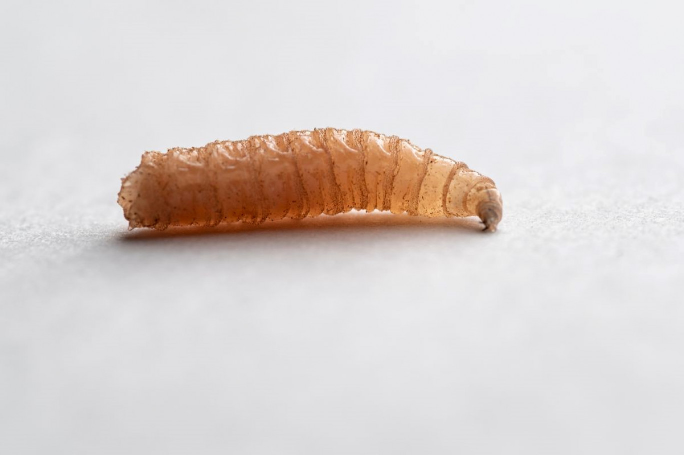 Larve “mangia-carne”: la minaccia della mosca Cochliomyia hominivorax