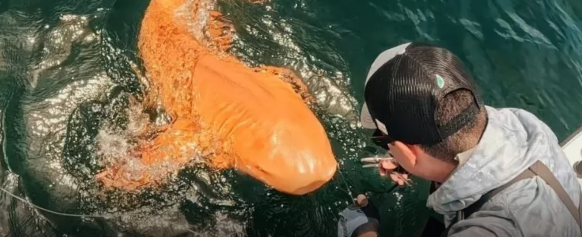 Lo squalo arancione dei Caraibi: il mistero genetico che ha sorpreso gli scienziati