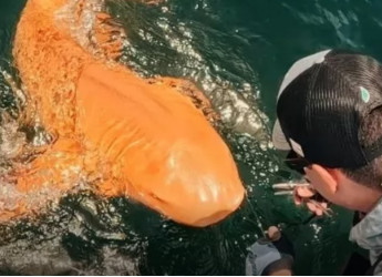 Lo squalo arancione dei Caraibi: il mistero genetico che ha sorpreso gli scienziati